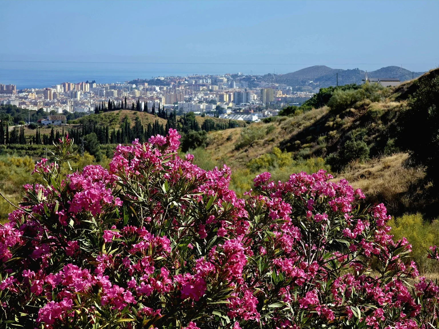 Pink flowers overlooking Fuengirola